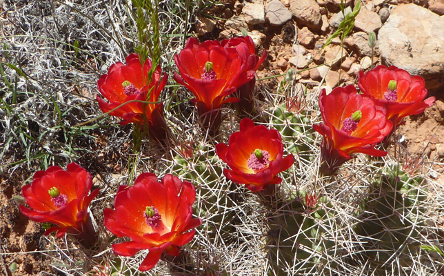 Claret-cup Cactus (Echinocereus triglochidiatus var melancanthus)