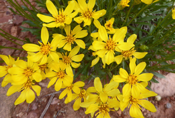 Unknown yellow daisy