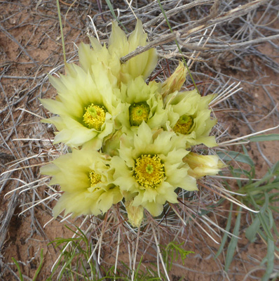 Small-flowered Fishhook Cactus (Sclerocactus whipplei var roseus)