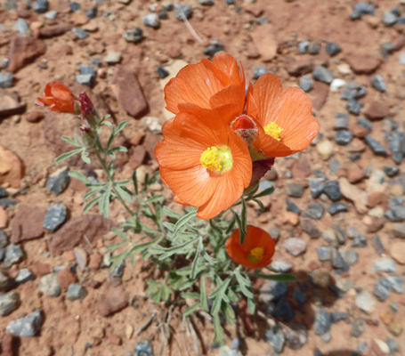 Scaly Globemallow (Sphaeralcea leptophylla)