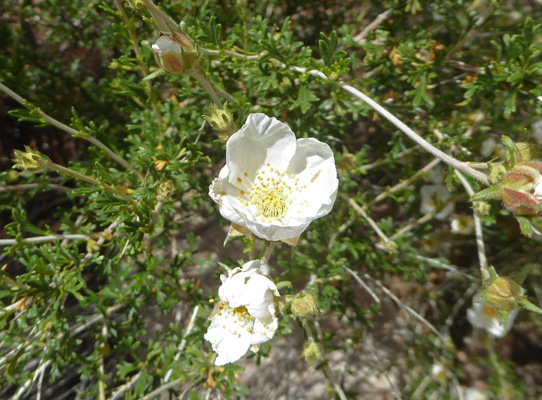 Mexican Cliffrose (Purshia mexicana)