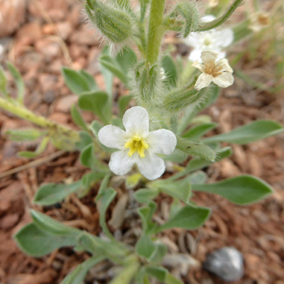 James' Catseye (Cryptantha cinerea)