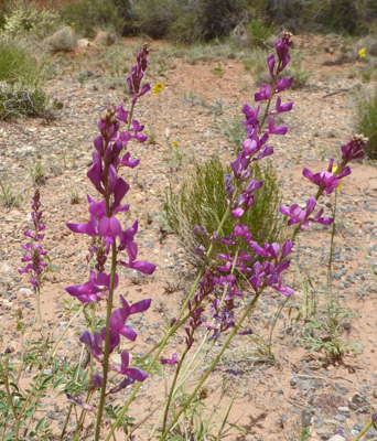 Purple Locoweed (Oxytropis lambertii).