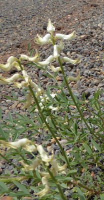 Rushy Milkvetch (Astragalus lonchocarpus)