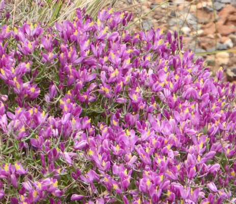 Spiny Milkweed (Polygala subspinosa)