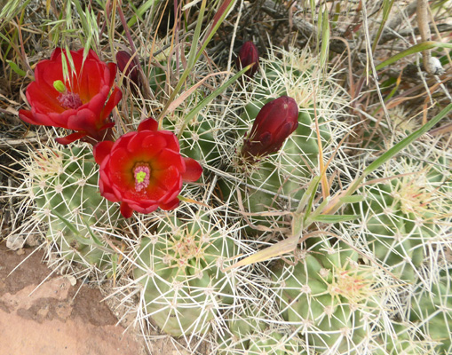 Claret-cup Cactus (Echinocereus triglochidiatus var. melancanthus)