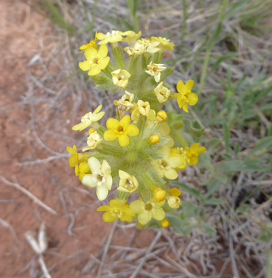 Brenda's Yellow Cryptanth (Cryptantha flava)