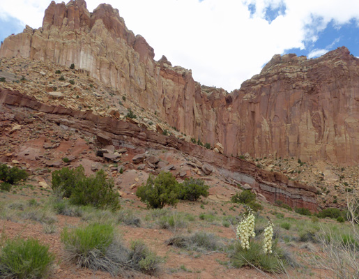 Yuccas Capitol Gorge Overlook