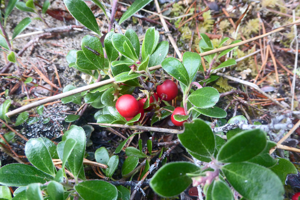 kinnikinnick berries