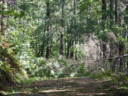 Tree across Fern Trail Humbug Mt SP