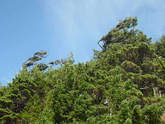 Contorted pines Humbug Mt SP