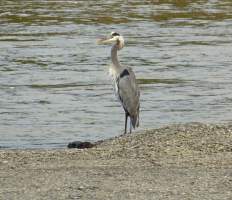 Great Blue Heron Sixes River