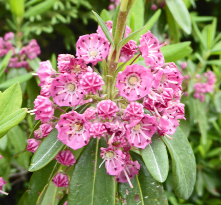  Sheep Laurel (Kalmia angustifolia)