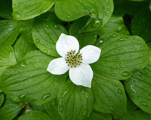 bunchberry (Cornus canadensis)