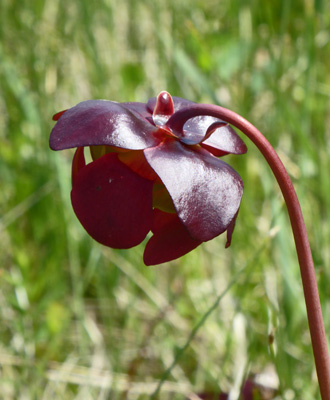 Pitcher Plant (Sarracenia purpurea)