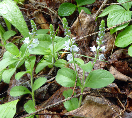 blue flowered weed