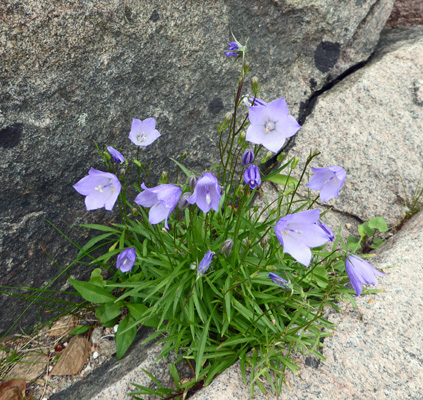 Harebells (Campanula rotundifolia)