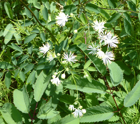 delicate white flowers