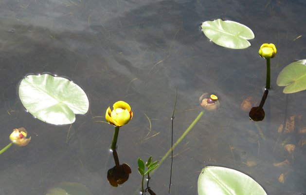 Yellow Pond Lilies (Nuphar variegatum)