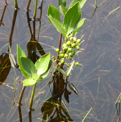 Bog Buckbean