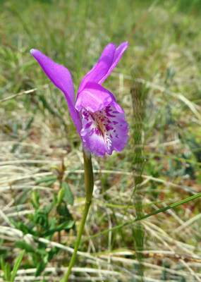 Dragon's Mouth (Arenthusa bulbosa)