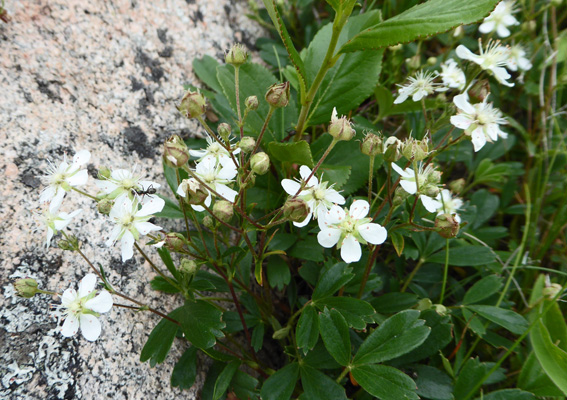 Three-toothed Cinquefoil (Sibbaldiopsis tridentata)