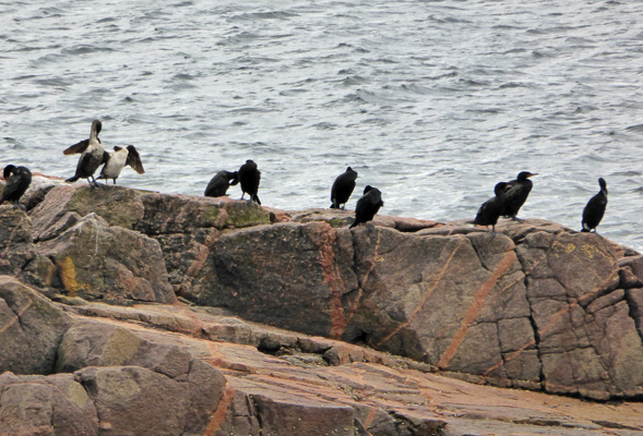 Cormorants Green Cove