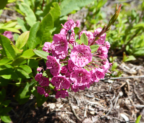 sheep laurel (Kalmia angustifolia)