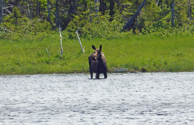 Moose Benjies Lake Cape Breton