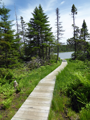 Benjies Lake boardwalk