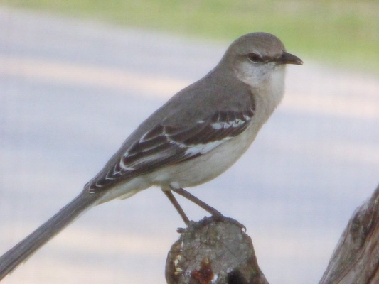 Northern Mockingbird