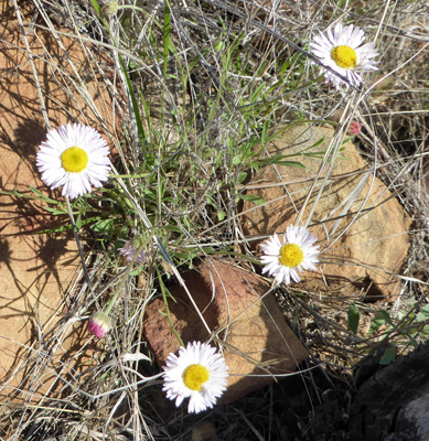 small white daisy