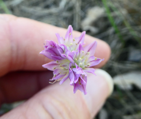 pink allium