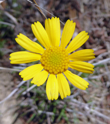 Small yellow daisy