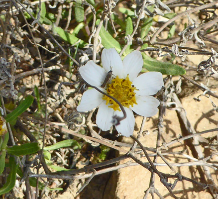Small white daisy