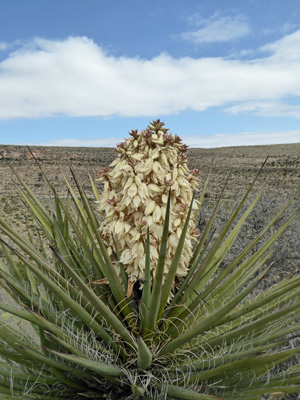 Torrey Yucca