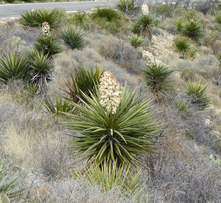 Torrey Yuccas