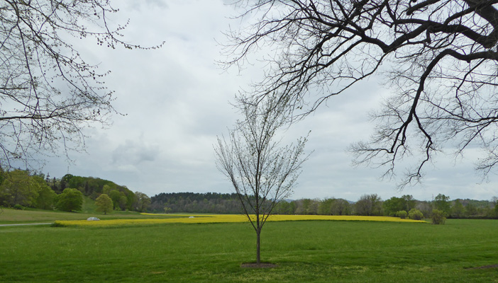 Biltmore mustard field