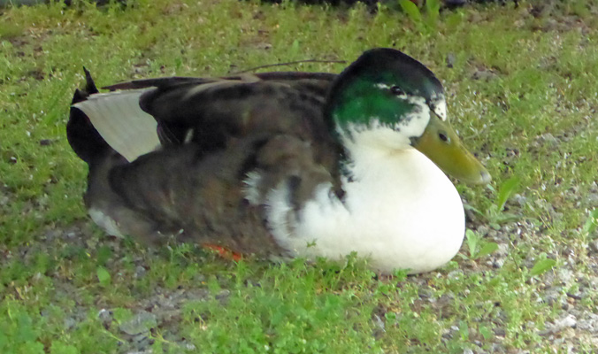 Hybrid mallard