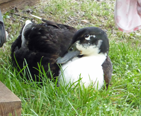 Hybrid mallard