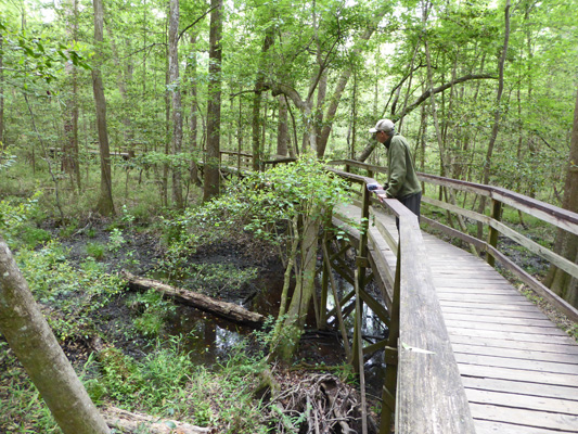 Congaree NP elevated boardwalk