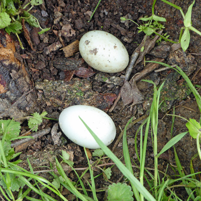 Duck eggs Swannanoa NC