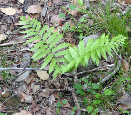 Congaree NP fern