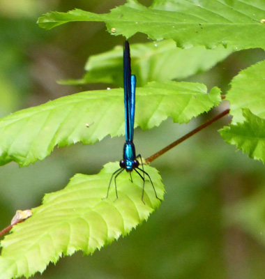 Congaree NP butterfly