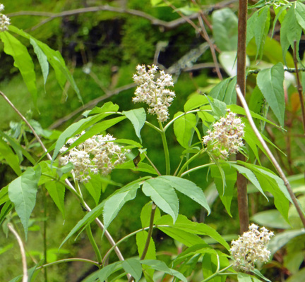 Unknown shrub