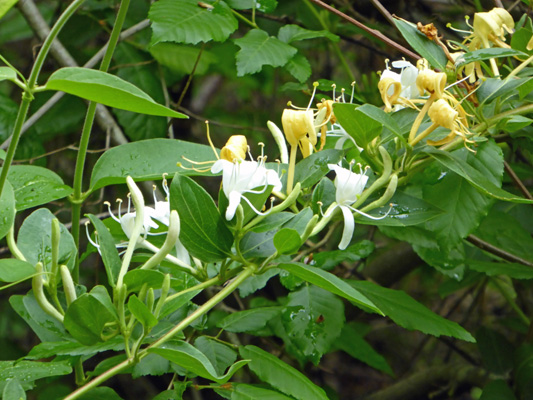 Japanese Honeysuckle (Lonicera japonica)