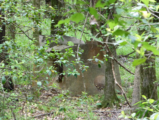 Old still Congaree NP