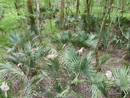 Congaree NP dwarf palmettos