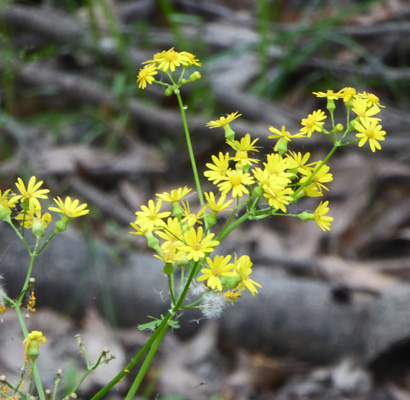 Butterweed (Packera glabella)