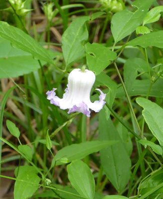 Curly Virginsbower (Clematis crispa)